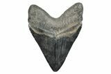 Fossil Megalodon Tooth - South Carolina #275813-2